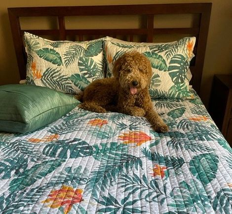 My sister is visiting next weekend. Poppy is making sure that the featherbed topper in the Aloha Suite  is just right!