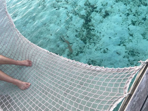 Regular reef shake visitor under one of the hammocks