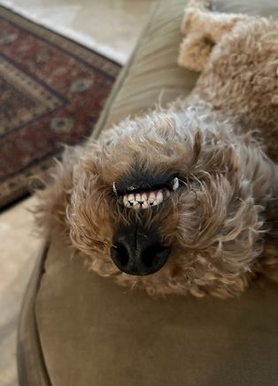 Poppy enjoying a belly rub!