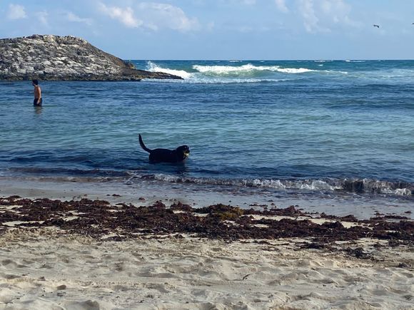 No Gumbo, but there was a pup enjoying time on the beach