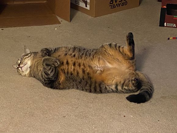 How I felt after working 90+ hours this week.