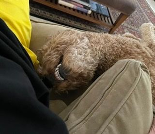 Poppy putting up with a belly rub. 