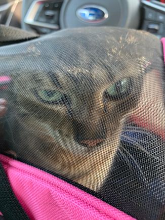 Guess Ariel’s feelings about going to the vet today.