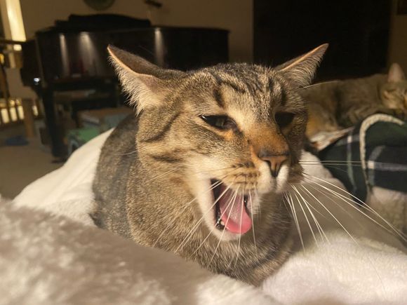 George is lion. Hear him roar.