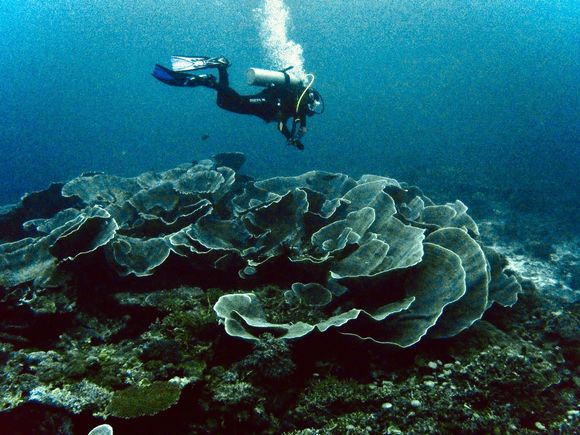 Giant lettuce coral
