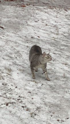 Anpu is okay with ice because it doesn’t stick to his paws like snow does.