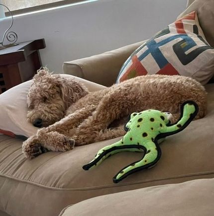 Exhausted after a rousing round of “fetch” in the pool and dreaming of her spa day tomorrow! 