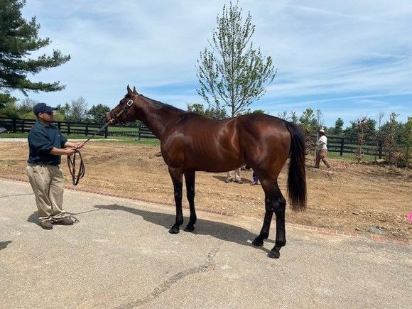 Undefeated Met Mile & Breeders Cup Classic Winner Flightline at Lanes End