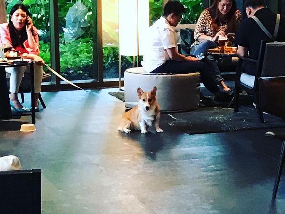 Cute dogs at Craft Lobby Bar