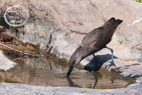 Hamerkop takes a break from tearing up a toad.....