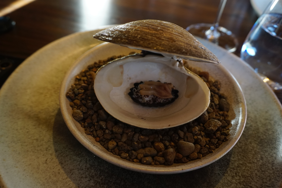Mahogany Clam