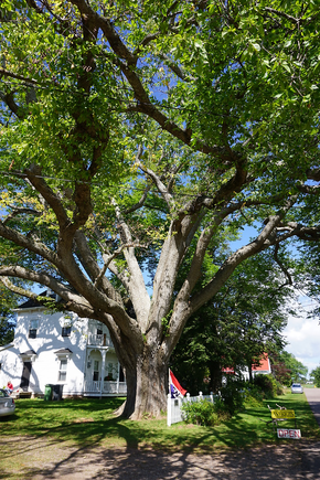 Biggest tree in PEI