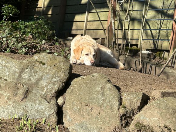 lazy boy enjoying a sunny morning  