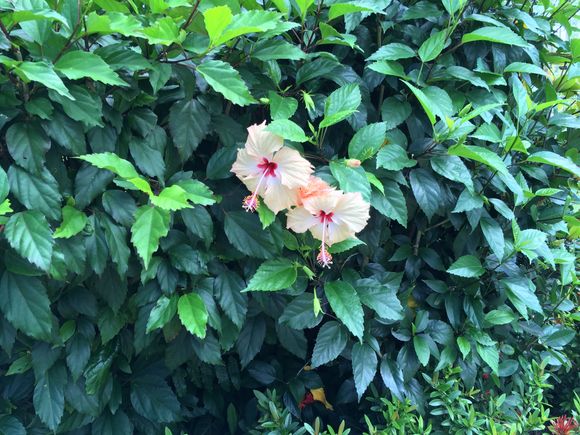 Hibiscus