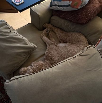 Poppy has rearranged the pillows and cushions and is finally comfortable. 
