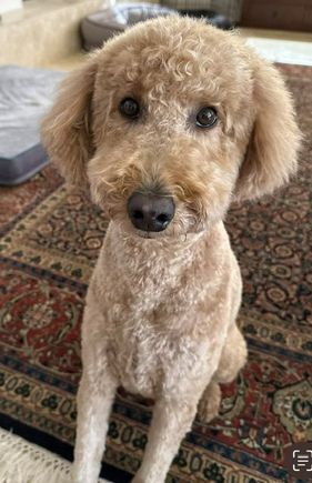 Dad’s on Kaua’i and I’ve been left behind!  However, I guess they’re doing something right since I went to the vet Monday and after he got the test results he said, “It’s rare the we see bloodwork this good!” 