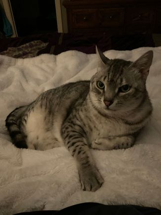 Anpu has deigned to forgive me for being gone for almost three weeks.