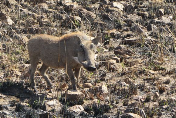 A warthog who, our host informed us, is pretty dangerous with its sharp horns/tusks