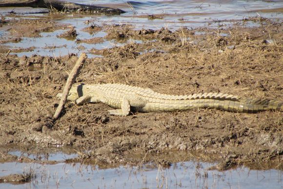 Lazy crocodile
