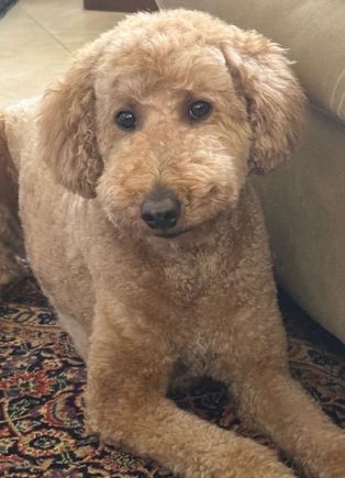 Our sweet gurl is home from her rejuvenating spa day!