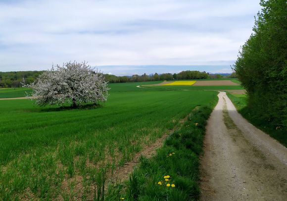 Passing through farmland, one of the easier stretches on the walk 