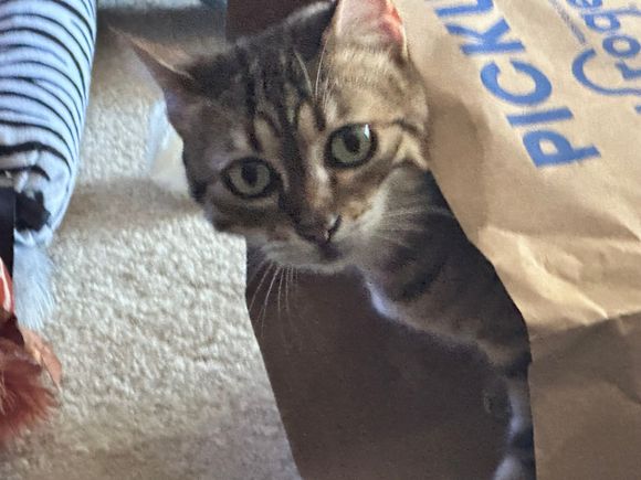 Ariel was searching for clues as to who let the cat out of the bag.