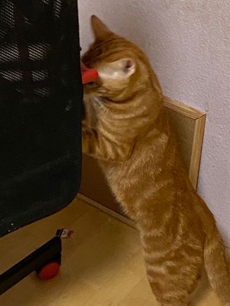This is Yolk. He’s very good cat. 