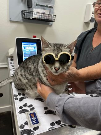 And of course he got to wear some cool glasses, like the cool cat he is.