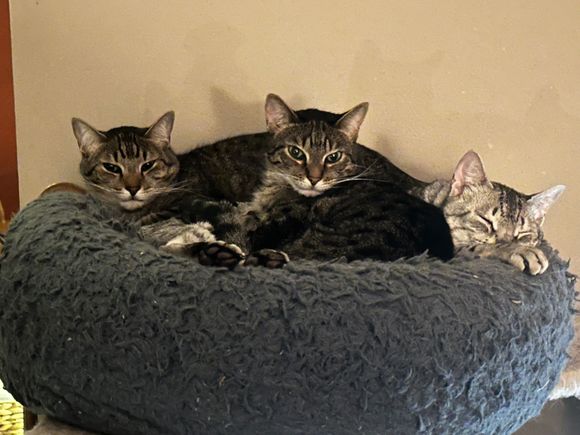 You’d think we didn’t have enough beds for each of them.