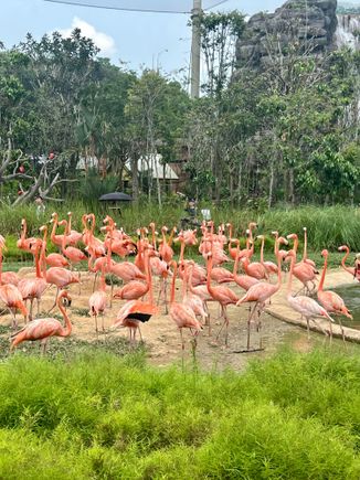 Flamingos