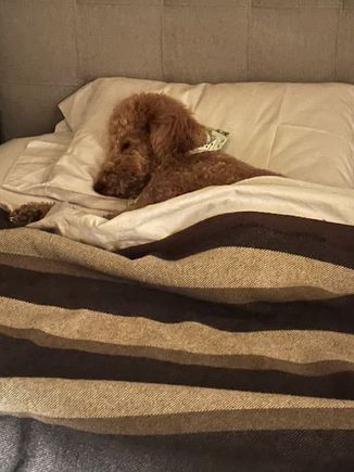 What I came to bed to last night! :rolleyes:
