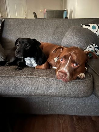 Kazak’s at in-home boarding. I think he’s a little disturbed that the other dog there decided to jump on the couch with him today.  
