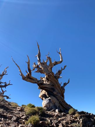 The things this tree has seen. 