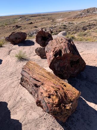 Big trees turned to stone. 