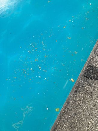 Disgusting pool