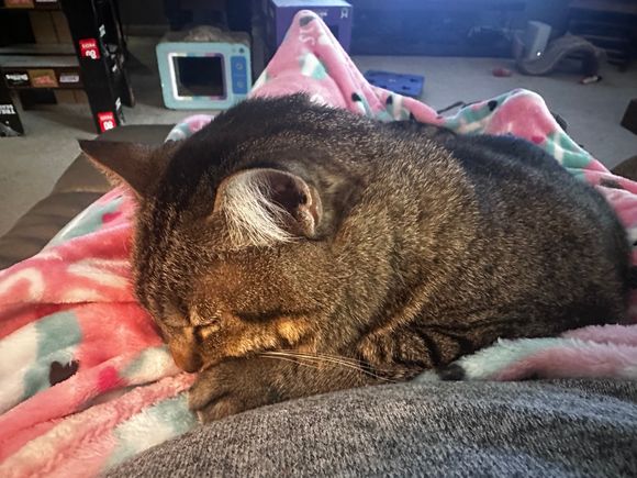 She’s comfortable so I guess I’m not going to bed anytime soon.  