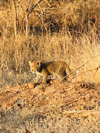Leopard cub from game drive at Silvan