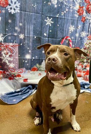Kazak wishes all the pets and humans on Flyertalk a happy new year! 