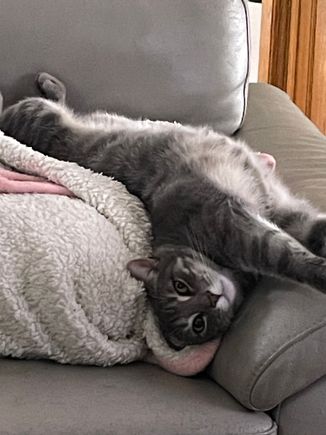 That is a comfortable cat.