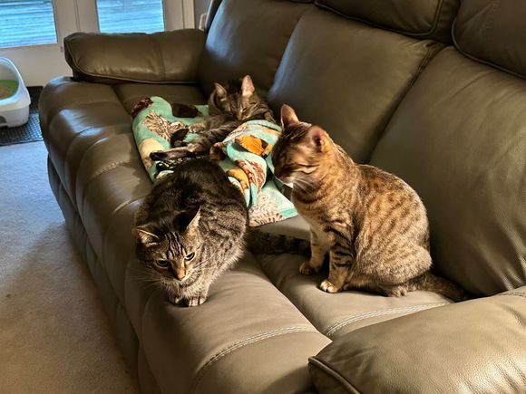 Guess I’m not going to sit on my new couch right now after all.