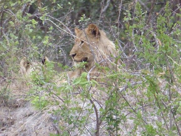 Lions hiding in the bush