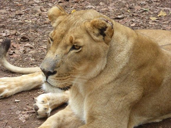 Caged Lioness