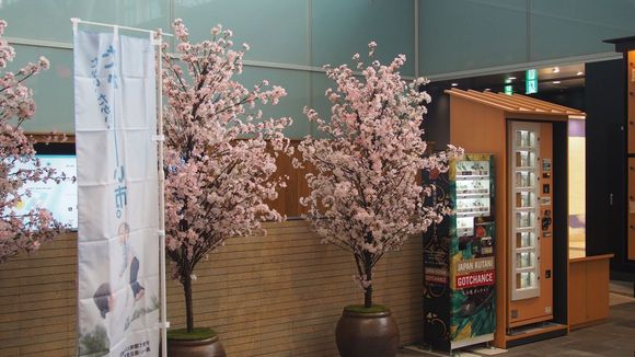 Only cherry blossoms I would see on this trip