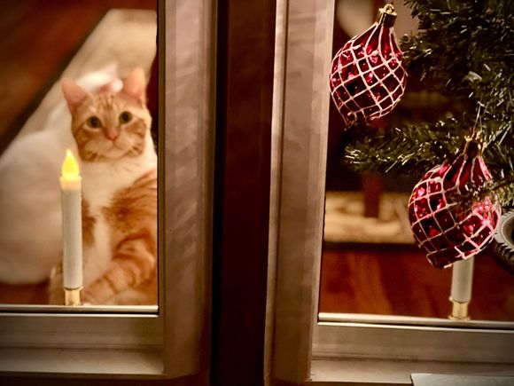 The hubby got this photo of Peaches looking at him outside on the porch.