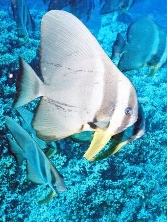 Bat Fish