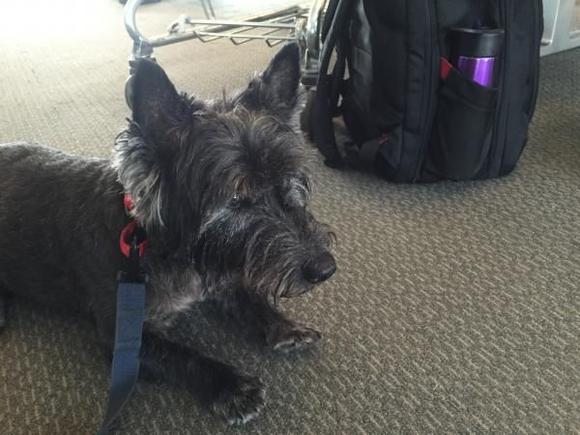 Pancho waits at the gate at NATBAG.