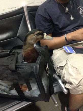 Comfort Duck at LAX Terminal 1.