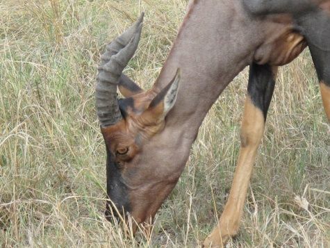 Topi in Masai Mara