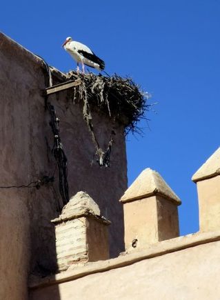 Stork