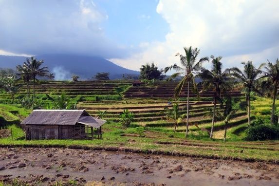 Jatiluwih (5)